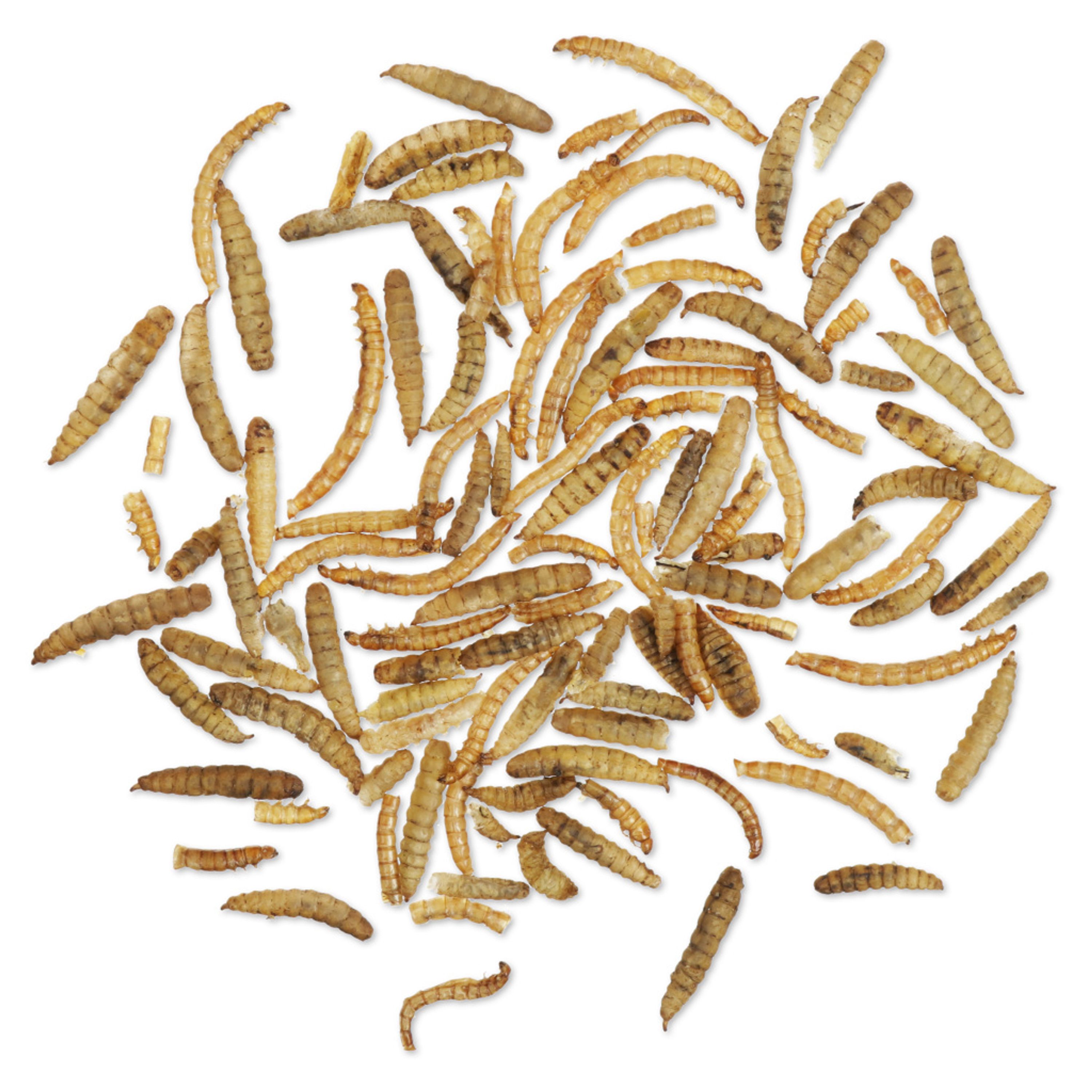 Eimer mit proteinreichem getrockneten Insekten-Mix 700 g | Vogelfutter | CJ Wildlife